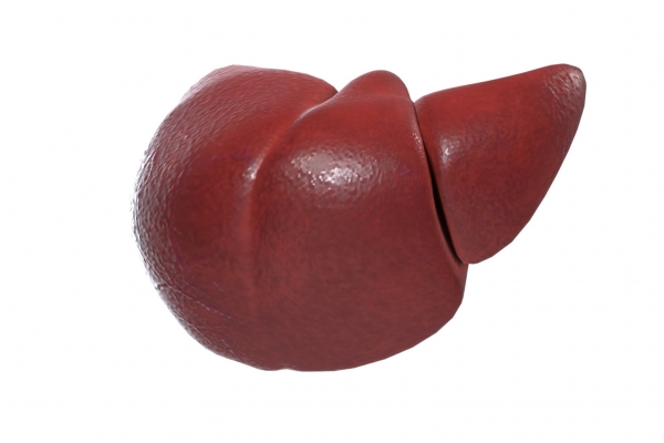 冬季如何養(yǎng)肝護肝-易網(wǎng)健康<a href=http://www.xllyou.com/jkys/ target=_blank class=infotextkey>養(yǎng)生</a>網(wǎng) 冬季如何養(yǎng)肝護肝