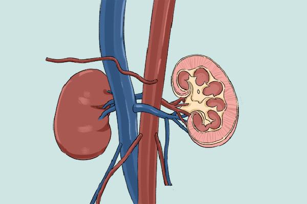 冬季怎么養(yǎng)腎補(bǔ)腎