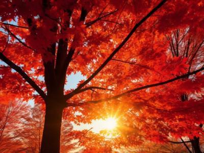 寒露是什么節(jié)氣