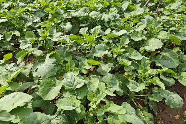 春分吃什么美食