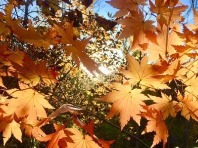 秋分是二十四節氣的第幾個