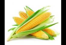 常食玉米防器官老化