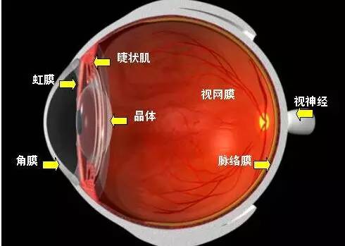 影響近視防控效果的主要因素！