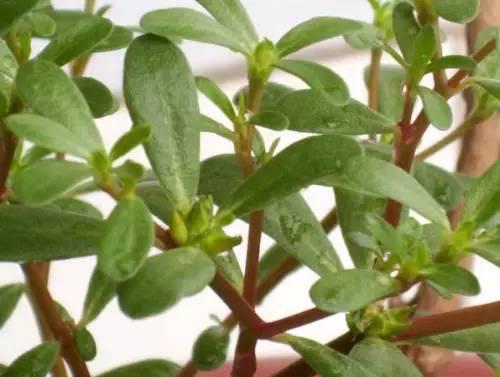 眼睛愛“吃”的十種食物 眼睛愛“吃”的十種食物