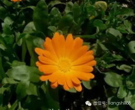 黃斑變性等眼病必吃葉黃素 黃斑變性等眼病必吃葉黃素