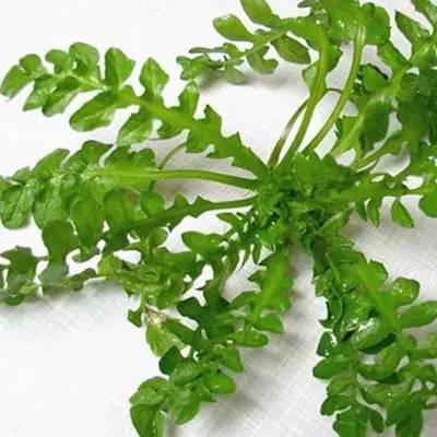 眼睛干、累?別急,吃這些可以緩解! 眼睛干、累?別急,吃這些可以緩解!