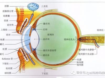 一步步發展成為高度近視的原因？您知道嗎？