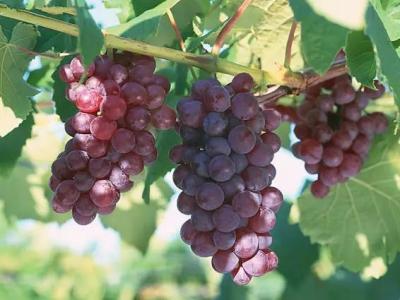 夏天吃葡萄有7大好處,可惜很多人都不會吃!