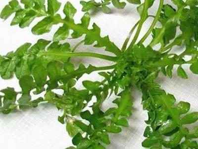 眼睛干、累？別急，吃這些可以緩解！