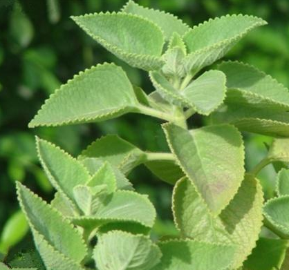 香排草的功效與作用及禁忌-易網健康<a href=http://www.xllyou.com/jkys/ target=_blank class=infotextkey>養生</a>網 香排草的功效與作用及禁忌