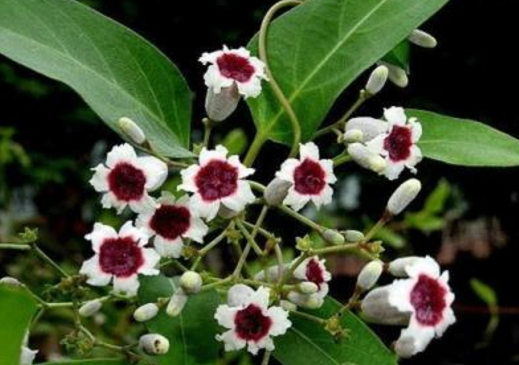 雞矢藤的功效與作用及禁忌-易網(wǎng)健康<a href=http://www.xllyou.com/jkys/ target=_blank class=infotextkey>養(yǎng)生</a>網(wǎng) 雞矢藤的功效與作用及禁忌