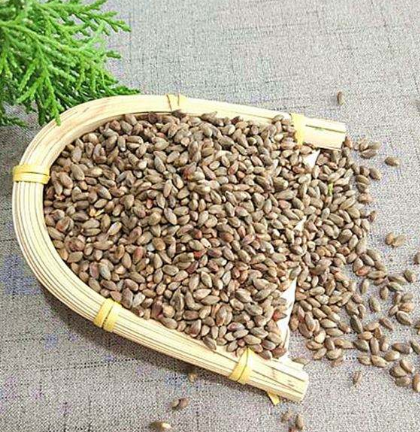 柏樹籽的作用與功效-易網<a href=http://www.xllyou.com/ target=_blank class=infotextkey>健康養生</a>網 柏樹籽的作用與功效