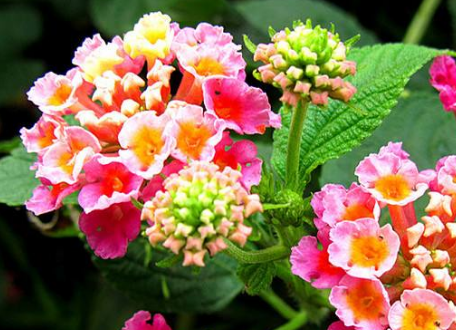 五色梅花的功效與作用及禁忌_副作用及食用方法