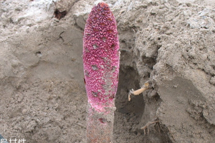 鎖陽什么樣的人不能吃(鎖陽危害)-易網健康<a href=http://www.xllyou.com/jkys/ target=_blank class=infotextkey>養生</a>網 鎖陽什么樣的人不能吃(鎖陽危害)