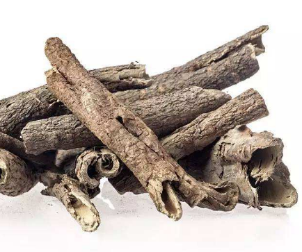 五加皮的功效與作用及禁忌_副作用及食用方法-易網健康<a href=http://www.xllyou.com/jkys/ target=_blank class=infotextkey>養生</a>網 五加皮的功效與作用及禁忌_副作用及食用方法