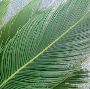 劍葉鐵樹葉的功效與作用及禁忌