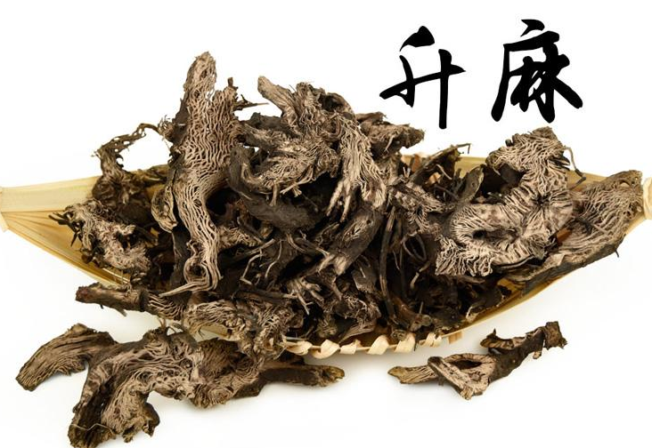 升麻的功效與作用及禁忌-用量-易網(wǎng)健康<a href=http://www.xllyou.com/jkys/ target=_blank class=infotextkey>養(yǎng)生</a>網(wǎng) 升麻的功效與作用及禁忌-用量