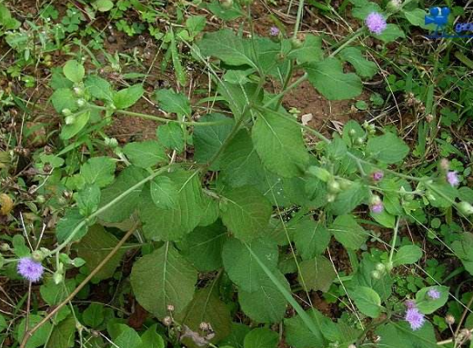 咸蝦花的功效與作用及禁忌