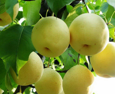 秋子梨的功效與作用及禁忌-易網健康<a href=http://www.xllyou.com/jkys/ target=_blank class=infotextkey>養生</a>網 秋子梨的功效與作用及禁忌