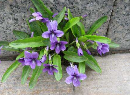 鏵頭草的功效與作用_副作用-易網健康<a href=http://www.xllyou.com/jkys/ target=_blank class=infotextkey>養生</a>網 鏵頭草的功效與作用_副作用