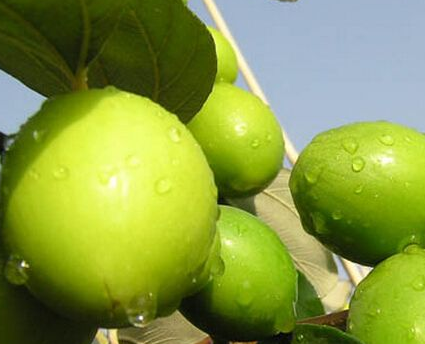 青棗的功效與作用禁忌-易網<a href=http://www.xllyou.com/ target=_blank class=infotextkey>健康養生</a>網 青棗的功效與作用禁忌