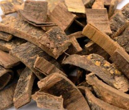 苦連樹皮的功效與作用及禁忌-易網(wǎng)健康<a href=http://www.xllyou.com/jkys/ target=_blank class=infotextkey>養(yǎng)生</a>網(wǎng) 苦連樹皮的功效與作用及禁忌