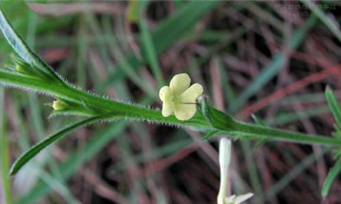 疳積草的功效與作用及禁忌-易網(wǎng)健康<a href=http://www.xllyou.com/jkys/ target=_blank class=infotextkey>養(yǎng)生</a>網(wǎng) 疳積草的功效與作用及禁忌