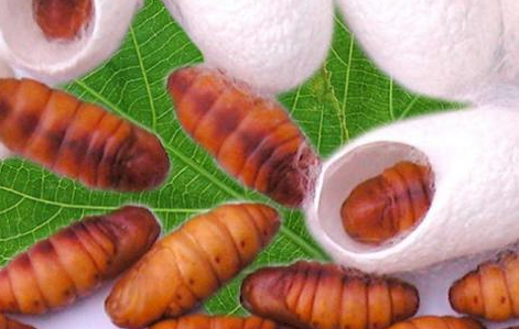 蟬蛹的功效與作用（蟬蛹的營養(yǎng)價(jià)值）