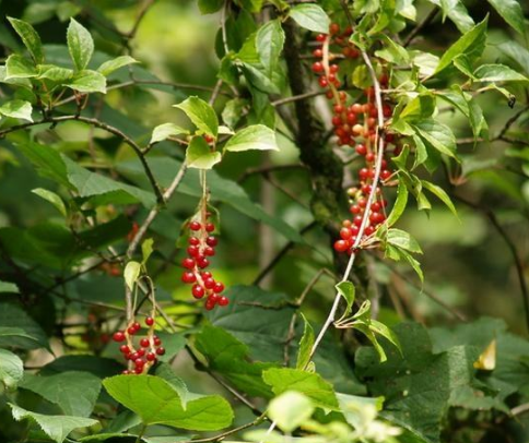華中五味子的功效與作用及禁忌