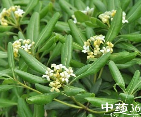 一朵云葉的功效與作用-禁忌-圖片-食用方法-怎么吃-副作用-易網健康<a href=http://www.xllyou.com/jkys/ target=_blank class=infotextkey>養生</a>網 一朵云葉的功效與作用-禁忌-圖片-食用方法-怎么吃-副作用