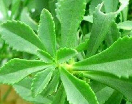 土田七的功效與作用_藥用價值-易網健康<a href=http://www.xllyou.com/jkys/ target=_blank class=infotextkey>養生</a>網 土田七的功效與作用_藥用價值