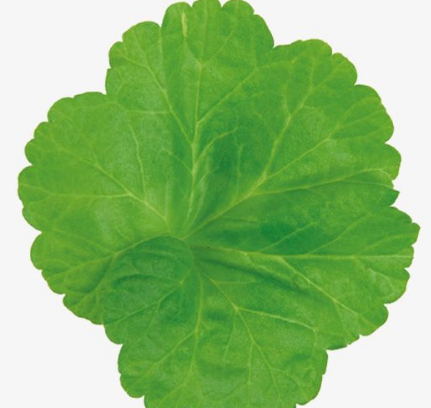 菊花葉的功效與作用及禁忌_副作用及食用方法-易網健康<a href=http://www.xllyou.com/jkys/ target=_blank class=infotextkey>養生</a>網 菊花葉的功效與作用及禁忌_副作用及食用方法