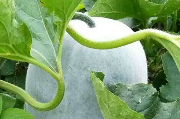 去眼袋最有效的土方法（6個去眼袋的妙招）