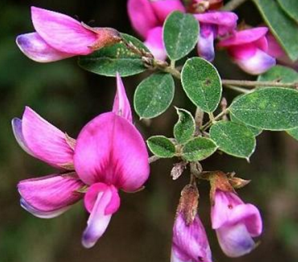 美麗胡枝子根的功效與作用-禁忌-圖片-食用方法-易網健康<a href=http://www.xllyou.com/jkys/ target=_blank class=infotextkey>養生</a>網 美麗胡枝子根的功效與作用-禁忌-圖片-食用方法