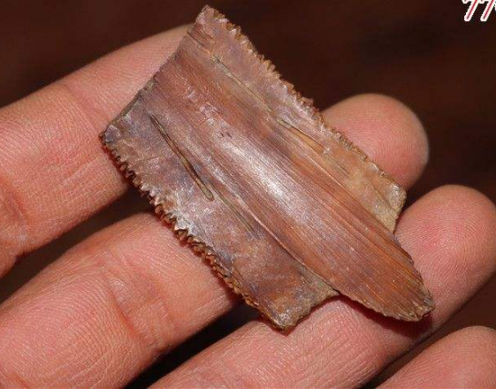 黿甲的功效與作用及禁忌