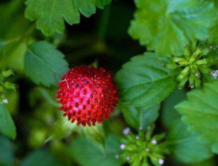 蛇莓的功效與作用-易網健康<a href=http://www.xllyou.com/jkys/ target=_blank class=infotextkey>養生</a>網 蛇莓的功效與作用