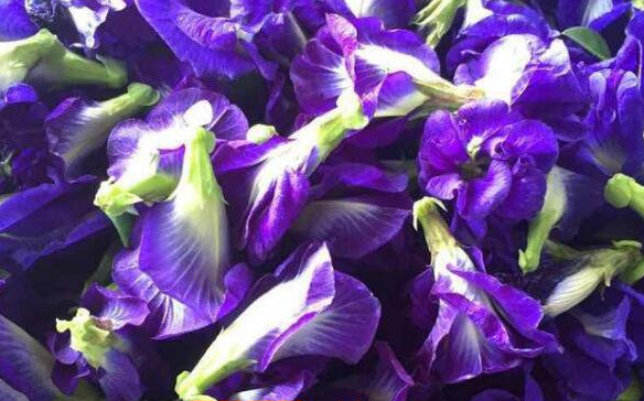 蝶豆花的功效與禁忌-易網(wǎng)<a href=http://www.xllyou.com/ target=_blank class=infotextkey>健康養(yǎng)生</a>網(wǎng) 蝶豆花的功效與禁忌