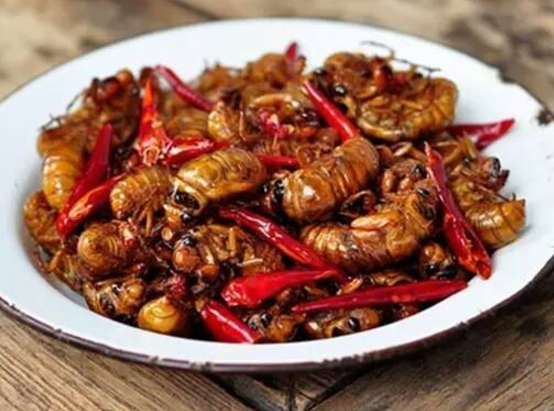 吃金蟬的危害大嗎-易網(wǎng)健康<a href=http://www.xllyou.com/jkys/ target=_blank class=infotextkey>養(yǎng)生</a>網(wǎng) 吃金蟬的危害大嗎