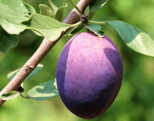 西梅的功效與作用禁忌-易網健康<a href=http://www.xllyou.com/jkys/ target=_blank class=infotextkey>養生</a>網 西梅的功效與作用禁忌