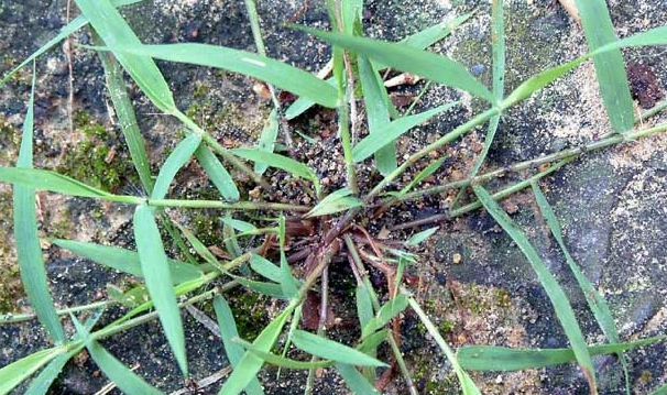 畫眉草的功效與作用-易網(wǎng)<a href=http://www.xllyou.com/ target=_blank class=infotextkey>健康養(yǎng)生</a>網(wǎng) 畫眉草的功效與作用