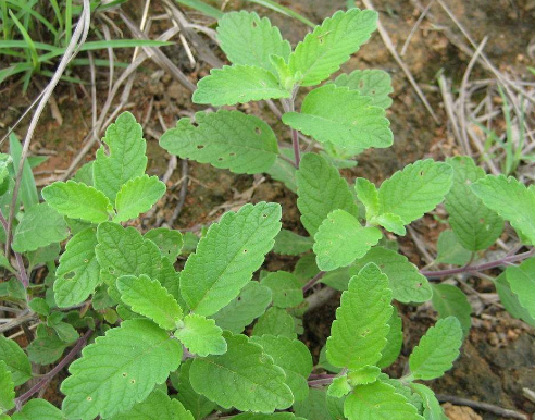 蘭香草的功效與作用及禁忌_副作用及食用方法-易網健康<a href=http://www.xllyou.com/jkys/ target=_blank class=infotextkey>養生</a>網 蘭香草的功效與作用及禁忌_副作用及食用方法