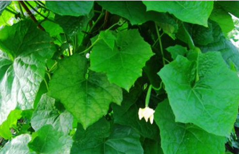 絲瓜葉的功效與作用及禁忌-易網健康<a href=http://www.xllyou.com/jkys/ target=_blank class=infotextkey>養生</a>網 絲瓜葉的功效與作用及禁忌