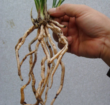 五龍根的功效與作用及禁忌_副作用及食用方法-易網健康<a href=http://www.xllyou.com/jkys/ target=_blank class=infotextkey>養生</a>網 五龍根的功效與作用及禁忌_副作用及食用方法