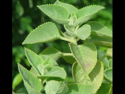 香排草的功效與作用及禁忌