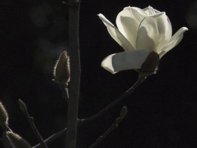 山玉蘭的功效與作用及禁忌