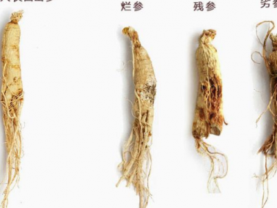 人參條的功效與作用及禁忌