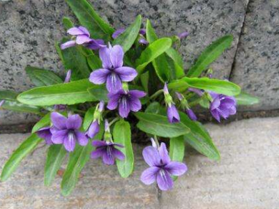 鏵頭草的功效與作用_副作用