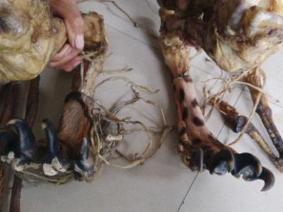 虎骨酒的功效與作用