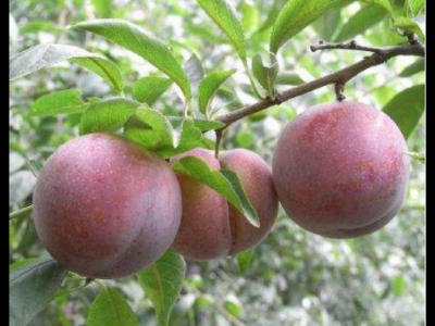 杏李的功效與作用及禁忌