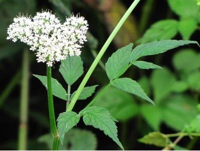 六月寒的功效與作用及禁忌_副作用及食用方法